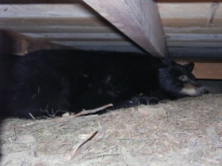 VIDEO: Molly Reynolds shares her Montana cabin with a hibernating bear.