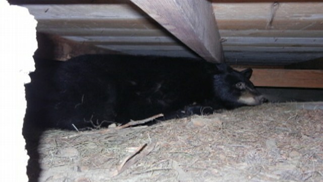 VIDEO: Molly Reynolds shares her Montana cabin with a hibernating bear.
