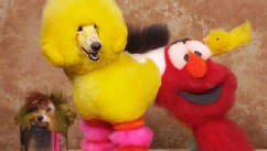 Dogs in Creative Grooming Contest