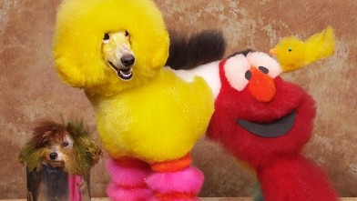 Dogs in Creative Grooming Contest