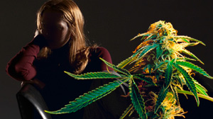marijuana