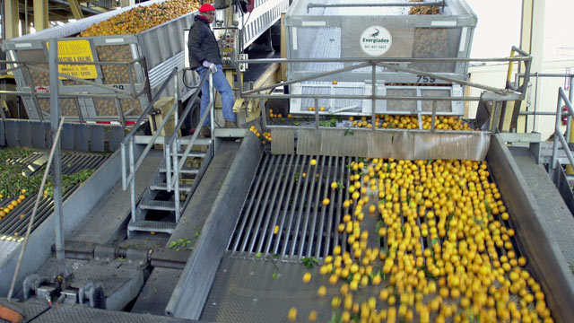 PHOTO: Juice oranges are show during the production process at the Tropicana plant in
Bradenton, Fla., in this file photo.