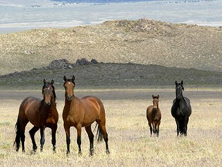 wild horses