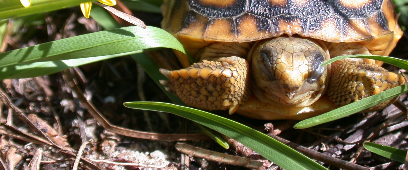 please-don-t-throw-tortoises-into-the-sea-florida-wildlife-officials