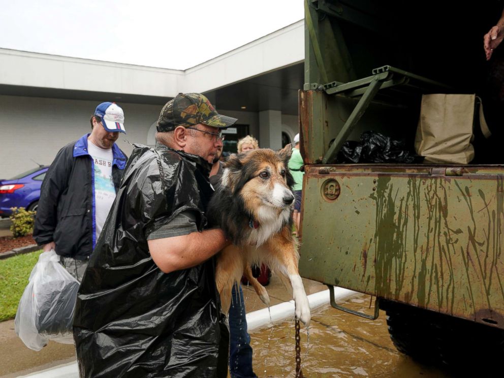 Stranded Pets Rescued Amid Hurricane Harvey Flooding In Southeastern ...