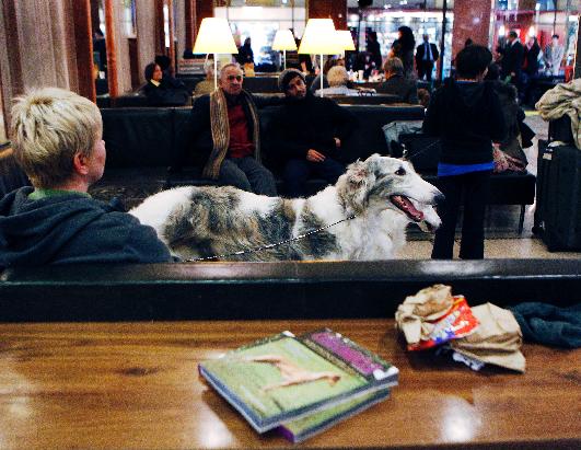 Westminster Dog Show