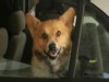 VIDEO: Family dog's bite into a can of spray paint caused explosion in their kitchen.