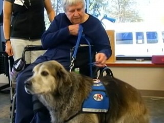 Watch: Dog Dials 911, Saves Injured Owner
