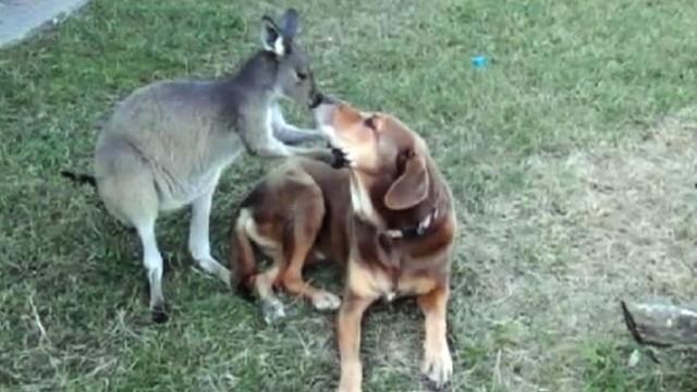 Video: Kangaroo, Dog Kiss in Unique Friendship