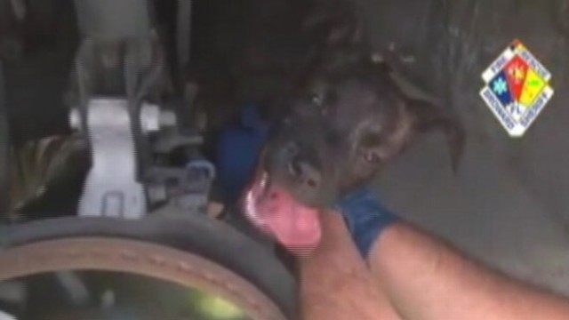 VIDEO: Rescuers in Florida removed pup that had been stuck between a cars axle and steering mechanism.
