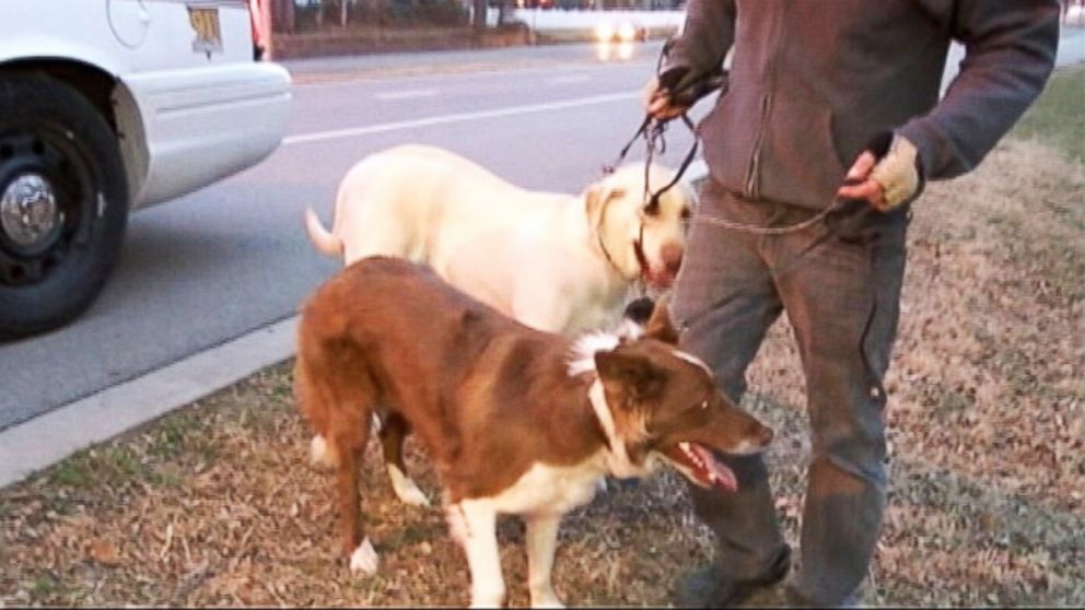 PHOTO: Roscoe and Luna took their owners truck for a joy ride on Feb. 26, 2014.