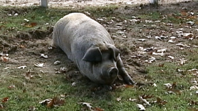 VIDEO: A New Hampshire womans cat burned in a barn fire was found by her pet pig, Miss Colby.