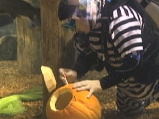 Watch: Pumpkin Carving Competition Goes Underwater