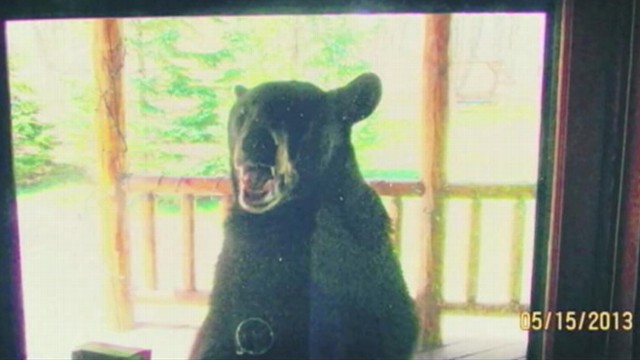VIDEO: A Wisconsin man escaped a bears hold after his wife intervened with an empty shotgun.