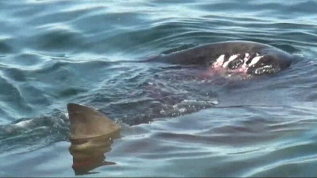 VIDEO: Increased shark activity leaves beachgoers bummed for Labor Day weekend.