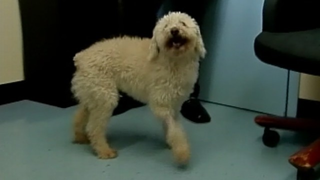 VIDEO: A car hit a Massachusetts dog, lodging it inside a Toyota sedan grill from which it was eventually rescued.