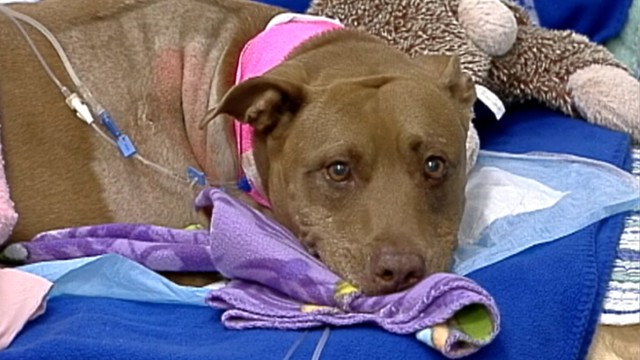 VIDEO: Lilly pulled her unconscious owner from the path of a freight train.