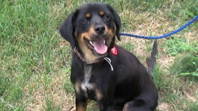 VIDEO: Cleveland police search for man who tied three dogs to railroad tracks.