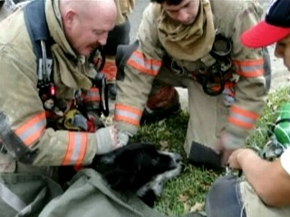 Texas Firefighters Resuscitate Dog
