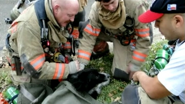 VIDEO: Leah, a Border Collie puppy, was given oxygen for an hour after being pulled from a burning house.