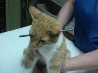 Watch: Defenseless Cat Shot With Arrow