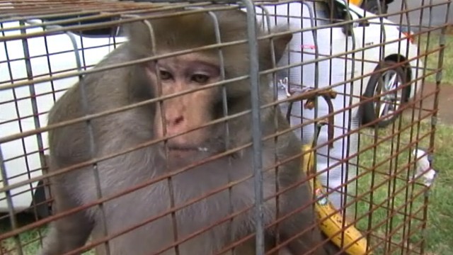 VIDEO: Elusive primate was caught after running wild in Tampa for almost three years.