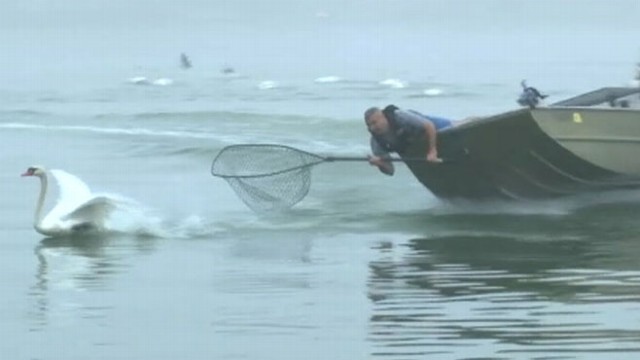 VIDEO: City workers in Lakeland, Fla., catch the majestic birds so they can be given a medical check-up.