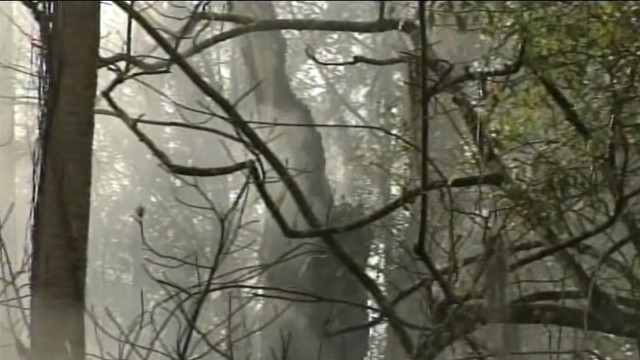 VIDEO: One of the worlds oldest cypress trees has caught fire in central Florida.