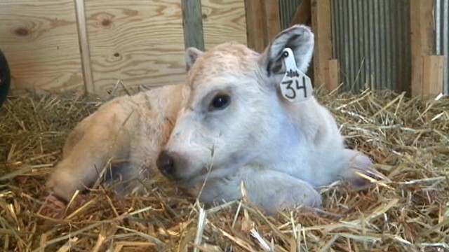 VIDEO: Hero the calfs Virginia caretakers are raising money for the replacement limbs.