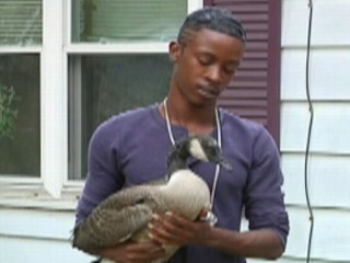 Watch: Injured Goose Adopts Illinois Family