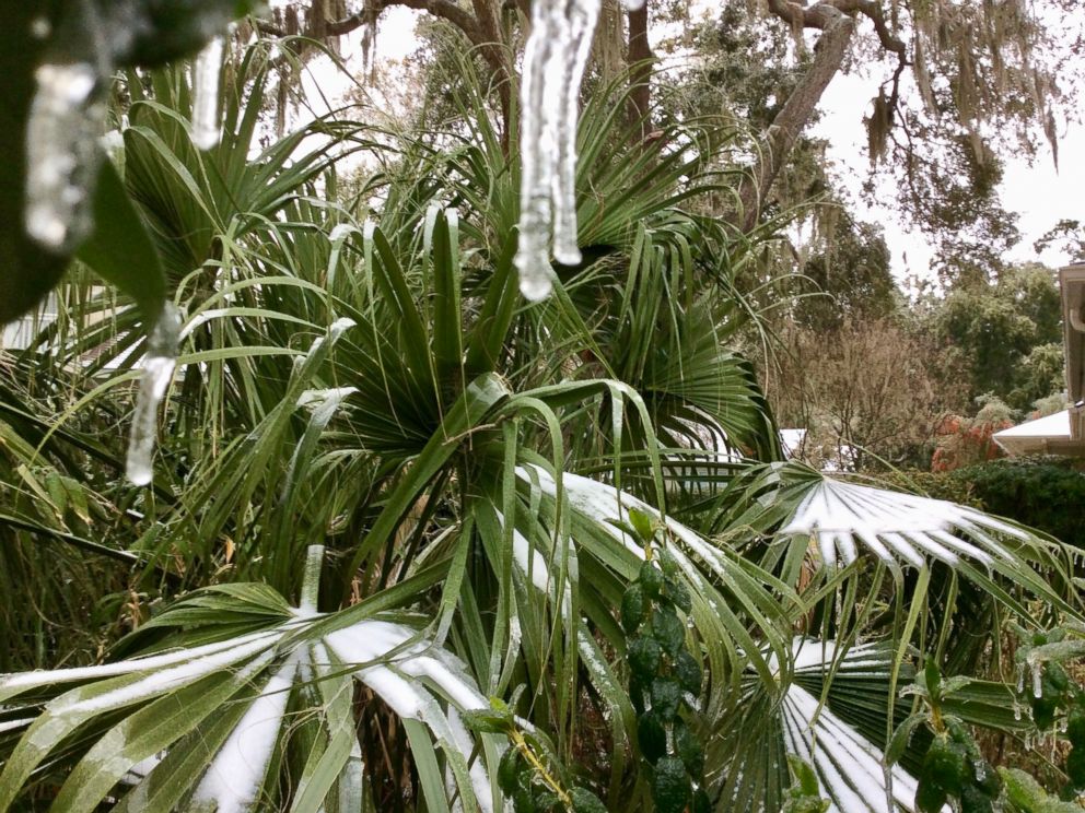 PHOTO: Snow accumulates on plants in Savannah, Ga., Jan. 3, 2017.