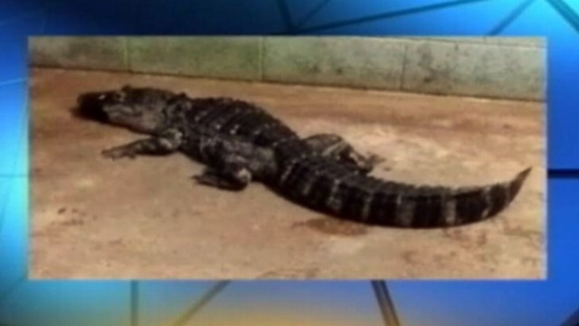 VIDEO: Authorities removed an assortment of reptiles which also included snakes and a crocodile.
