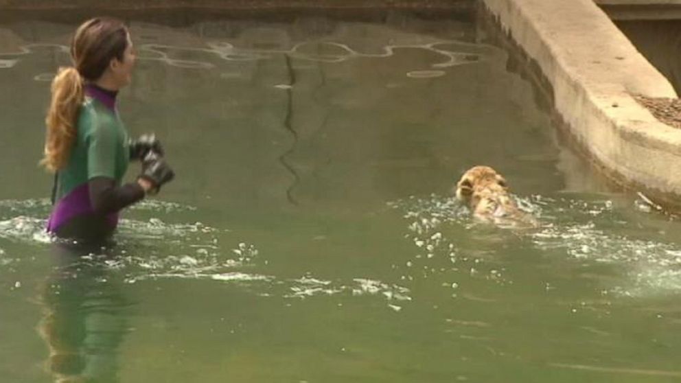 Four cubs are preparing to join the National Zoos exhibit in June.
