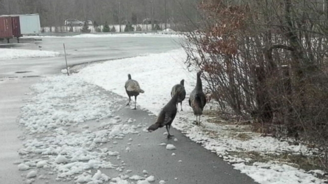 Animal control is monitoring reports of aggressive birds charging at Mansfield residents.