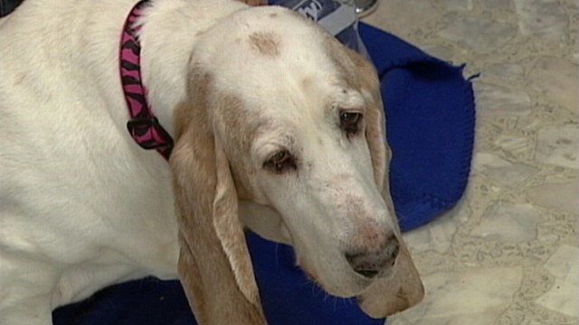 VIDEO: Jamie Carpentier found his basset hound in an online search for a new dog.