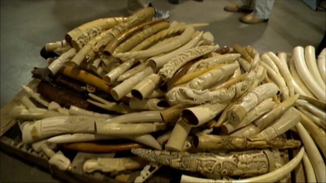 VIDEO: U.S. Fish and Wildlife Service will destroy six tons of ivory to highlight the illegal trade.