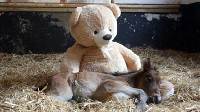 horse with teddy bear