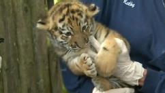 VIDEO: Six-week-old Amur tiger got its eyes and ears checked along with vaccinations at the Pittsburgh zoo.