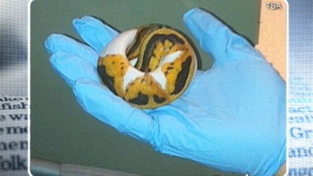VIDEO: A man was stopped at Miami International Airport with pants filled by reptiles.