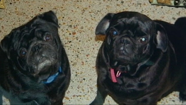 VIDEO: Jim and Julie Lumleys dogs were killed by a possible swarm of Africanized bees.