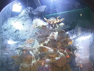 Watch: Florida Casino Closes After Giant Aquarium Leaks