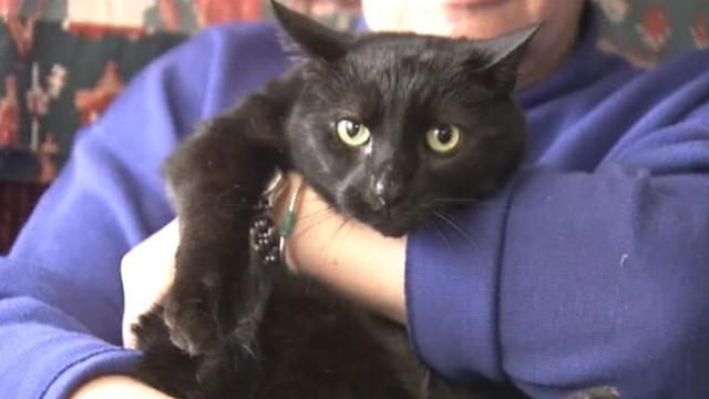 VIDEO: Black feline escaped temporary location and trekked eight miles back to its evacuated New Jersey home.