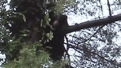 VIDEO: The mother bear was euthanized after biting Sharon Flannery in her Connecticut home.
