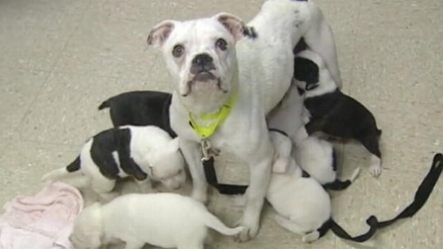 VIDEO: Ohio man charged with animal abandonment.