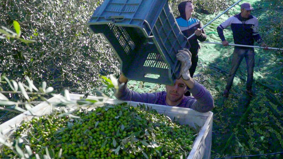PHOTO: Farmers harvest late season olives at one of the orchards of Marina Colonnas farm in Molise, Italy.