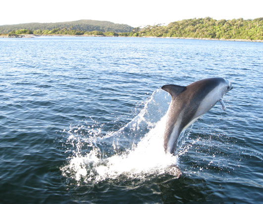 Kofman Whale SS B