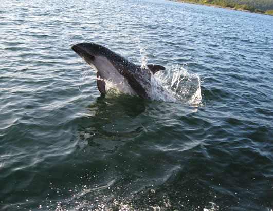 Kofman Whale SS B
