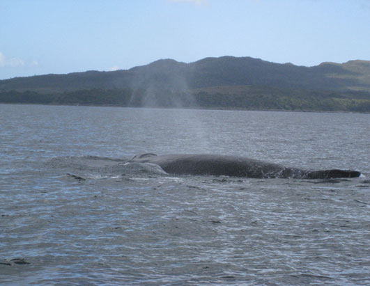 Whale Haven in Chile