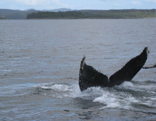 Kofman Whale SS B