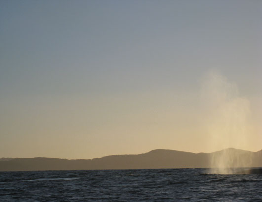Whale Haven in Chile
